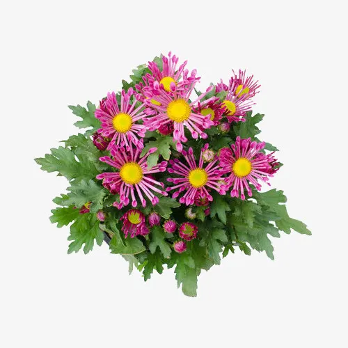 一束菊花免抠