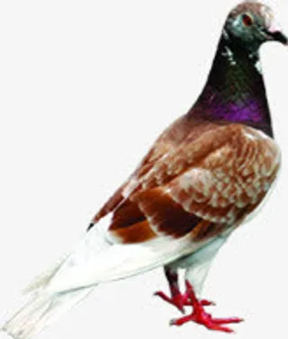 中秋节高给棕色鸽子免抠