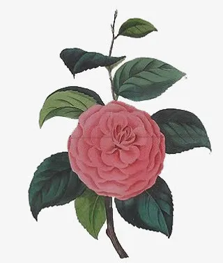 鲜花边框素材手绘鲜花素材免抠