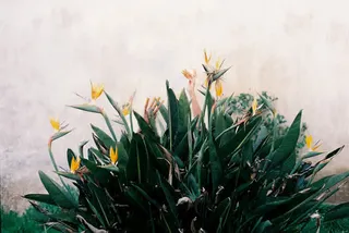 绿色花丛中的手海报背景