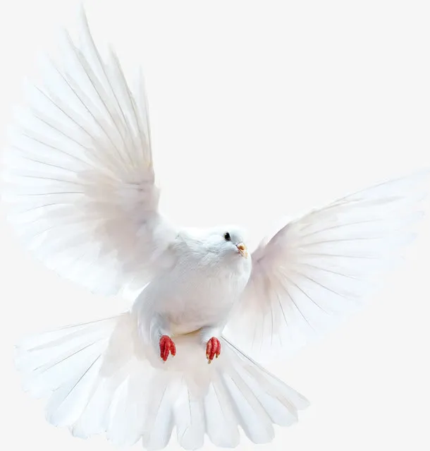 白鸽PNG去背图免抠