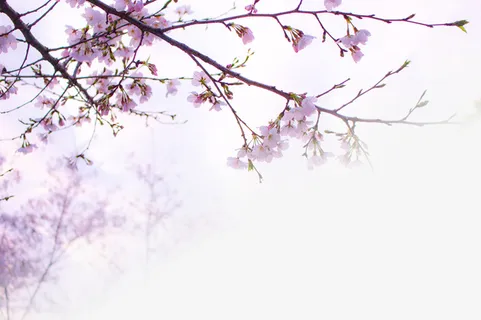 春天 草地 桃花 梨花 渐变透明元素14免抠