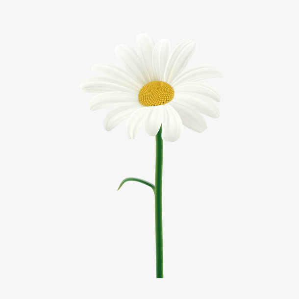 白色菊花矢量图免抠