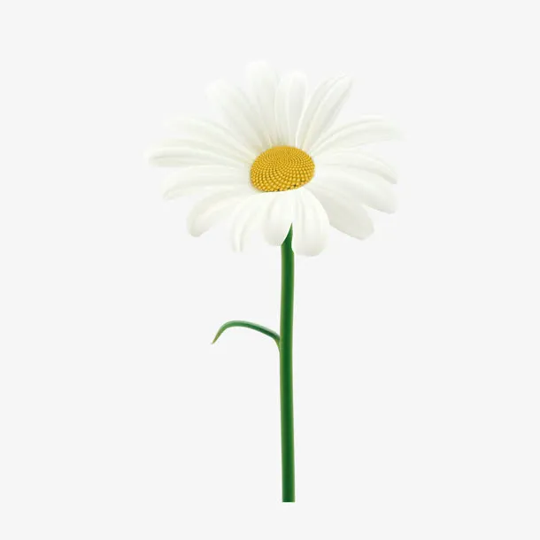白色菊花矢量图免抠