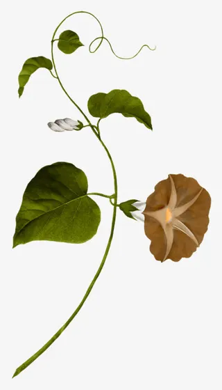 花枝花草红色盛开喇叭花免抠