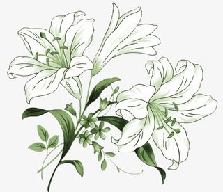 手绘山茶花免抠