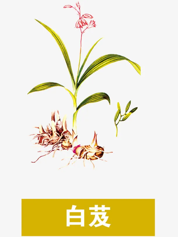 白芨免抠