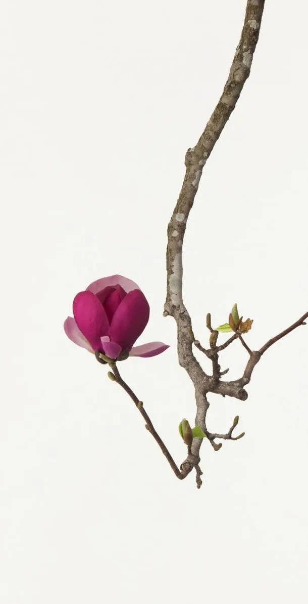 树枝含蓄害羞花朵免抠
