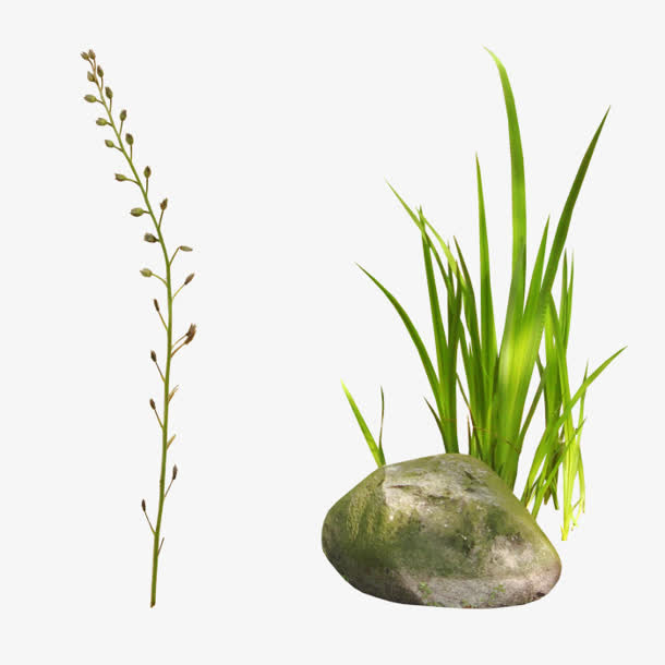 石头绿叶 叶子png素材免抠