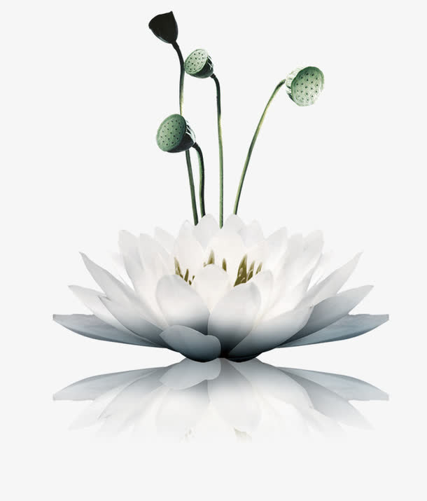 莲花免抠