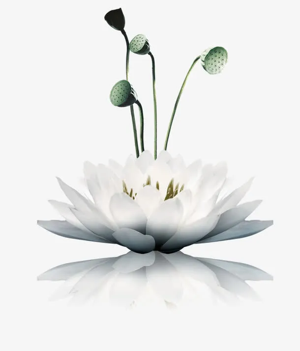 莲花免抠