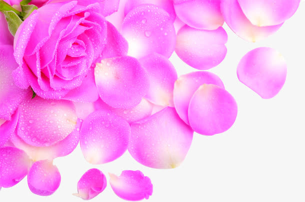 紫色鲜花花瓣风景免抠
