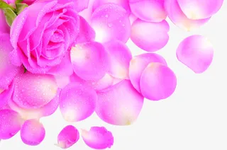 紫色鲜花花瓣风景免抠