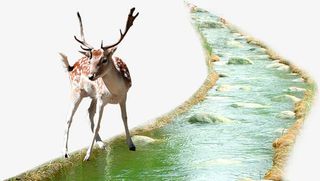 小河梅花鹿免抠素材免抠