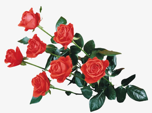 一束玫瑰花免抠