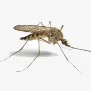 蚊子免抠