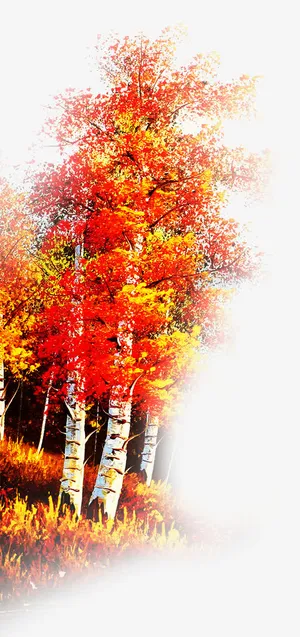 红叶树免抠