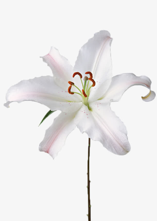 白色的花朵免抠