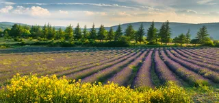 蓝天白云绿树薰衣草背景高清