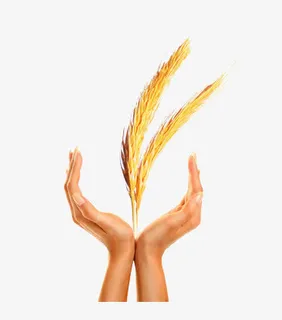 双手举着两只麦穗免抠