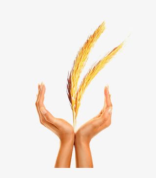 双手举着两只麦穗免抠