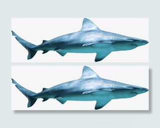 高清海底摄影鲨鱼免抠