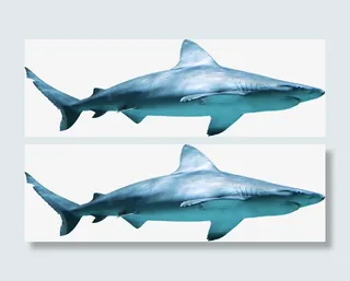 高清海底摄影鲨鱼免抠