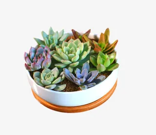 多肉植物组合盆栽免抠