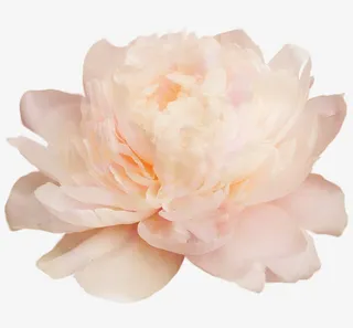 白色鲜花实物高清免扣png免抠