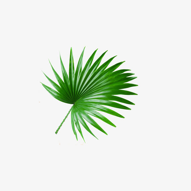 椰子叶子免抠
