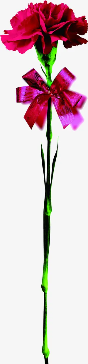 红色高清康乃馨花束礼物免抠