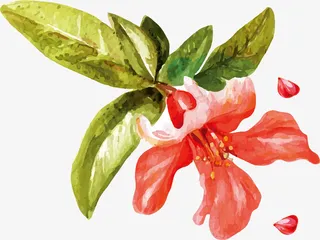 水墨花朵和凋落的花瓣免抠