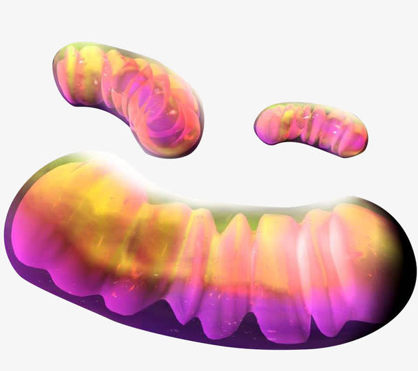 彩色微生物学线粒体插图透明png免抠
