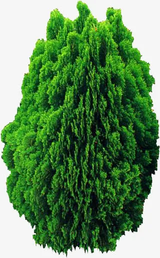 绿色茂密大树美景春天免抠