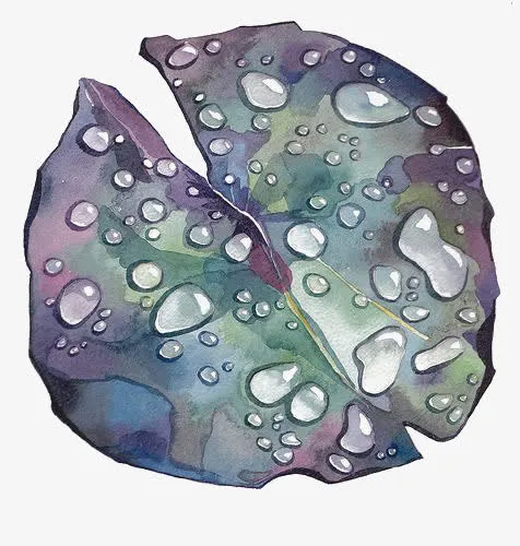 水滴荷叶免抠