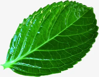 春天翠绿树叶明亮免抠