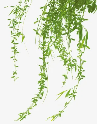 绿色柳枝装饰图案免抠