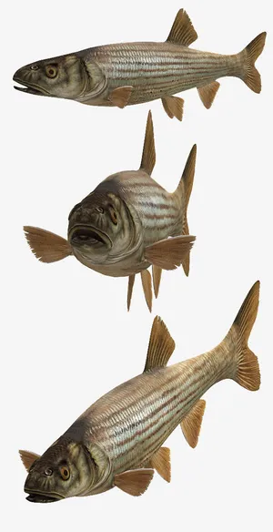 深海鱼免扣透明背景png素材