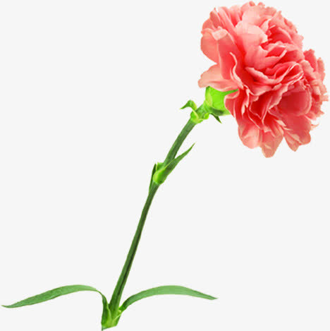 红色手绘康乃馨花朵母亲节免抠
