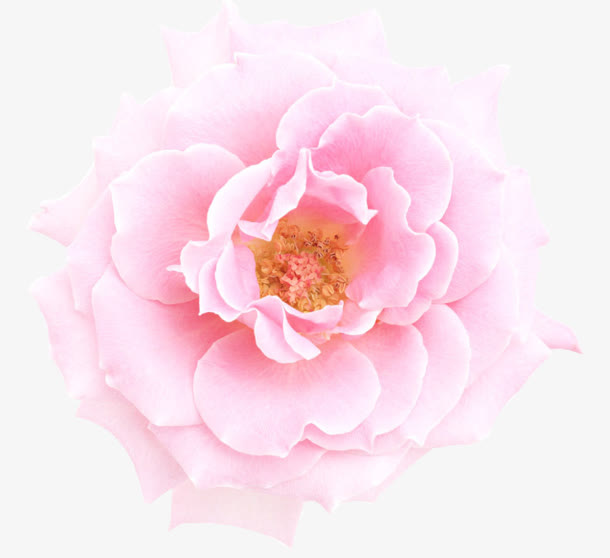 粉红牡丹花朵花蕊免抠