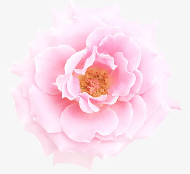 粉红牡丹花朵花蕊免抠