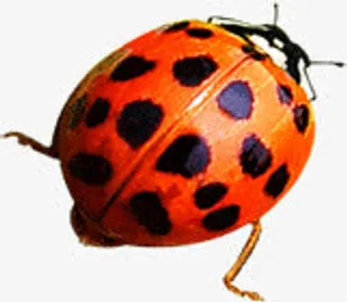鼠绘七星瓢虫昆虫免抠
