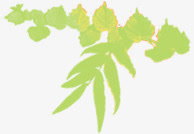 绿色春天植物叶子免抠