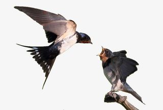 两只小燕子免抠