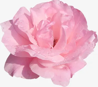 一朵小粉花免抠