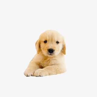 小金毛素材免抠