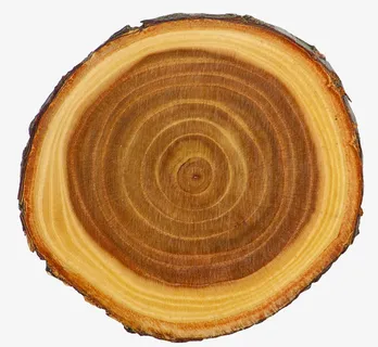 木纹横切面透明底免抠