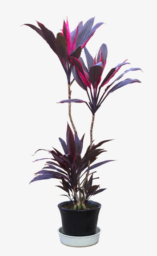 植物免抠