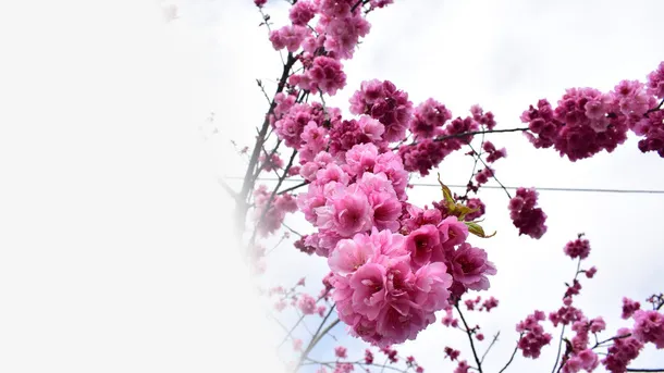 春天樱花摄影背景设计元素之六免抠背景摄影风景元素