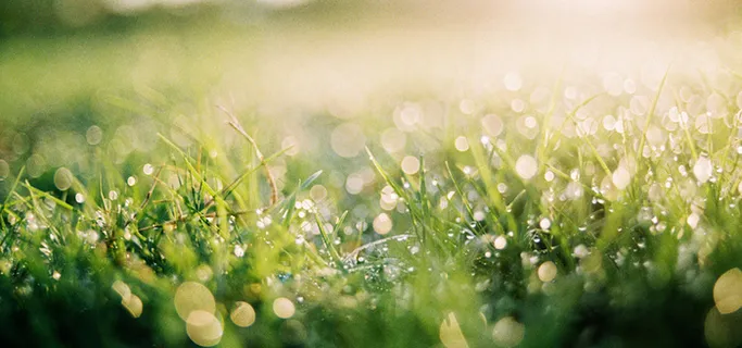 清晨雨露背景图高清 清晨雨露背景图高清